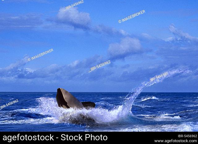 Orca, killer whale (Orcinus orca), Orca, Animals, Mammals, Whales, Outdoor, Adult, Movement, Landscape, Horizontal