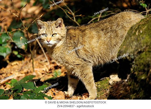 Close-up of a wildcat (Felis silvestris) standing in the forest