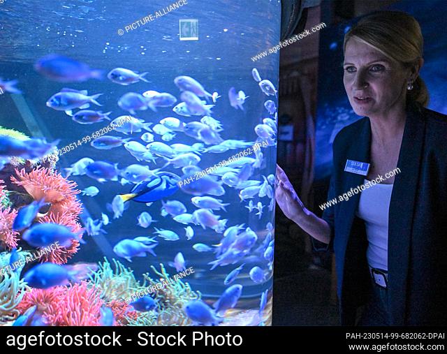 PRODUCTION - 12 May 2023, Berlin: General Manager Anja Nitsch stands next to a tank of the Sealife aquarium in which a school of swallowtails (Chromis viridis)...