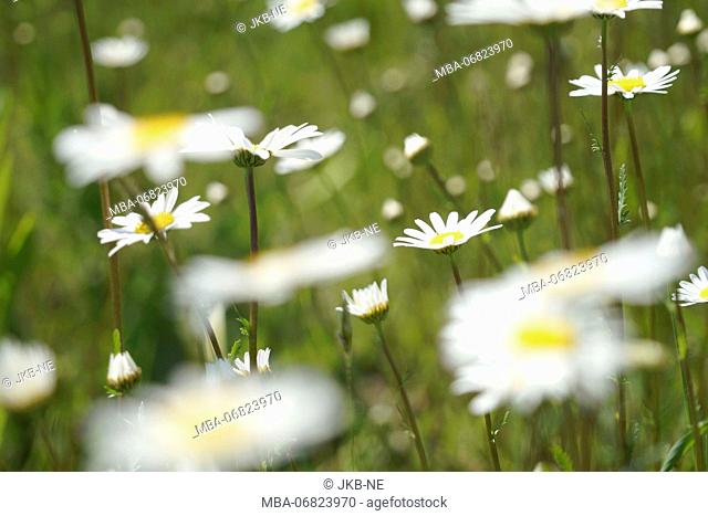 Marguerites, flower meadow, close-up, blur