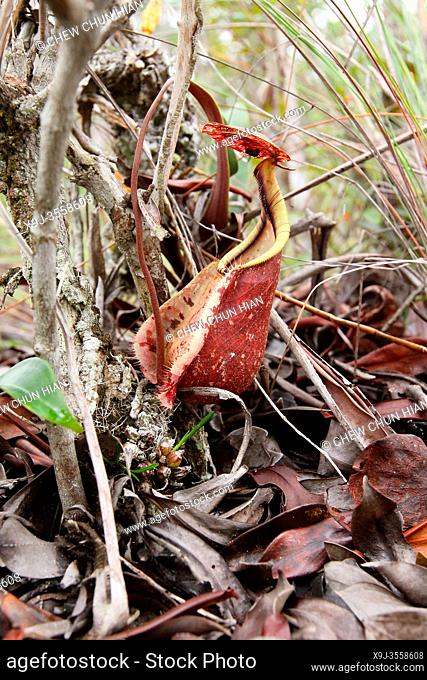 Pitcher Plant Nepenthes Rafflesiana, Bako National Park, Sarawak, Malaysia, Borneo