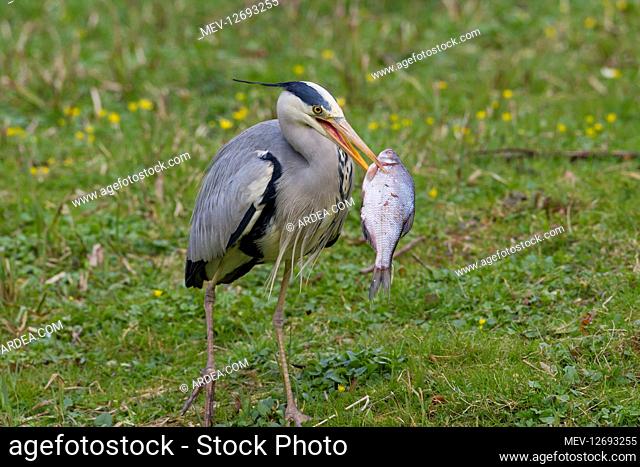 Grey Heron - adult heron with a fish - Germany