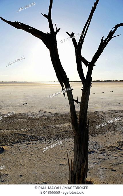 Dead tree at the Lake Ninan salt lake, Victoria Plains, Western Australia, Australia