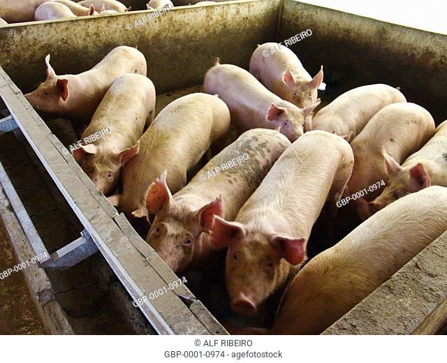 Pigs, confinement, farm, municipality, Concordia, Santa Catarina, Brazil