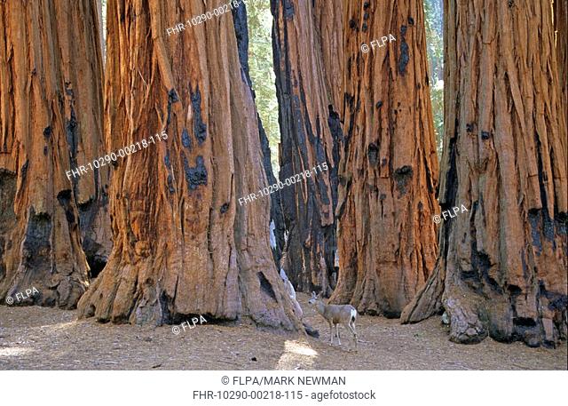 Mule Deer Odocoileus hemionus adult male, beside Giant Sequoia, Sequoia N P , California, U S A