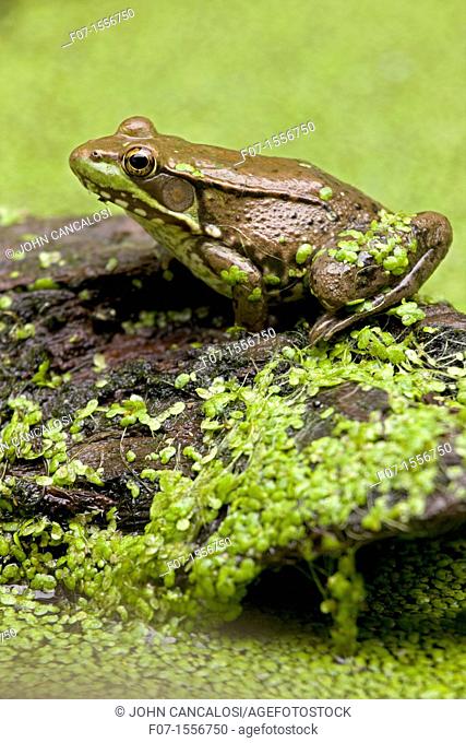 Green Frog (Rana clamitans) in duckweed, New York, USA
