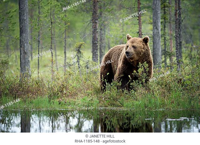 Brown bear (Ursus arctos), Kuhmo, Finland, Scandinavia, Europe