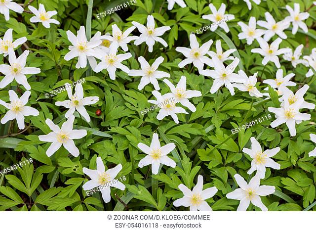 Several white blooming wood anemone with yellow stamen