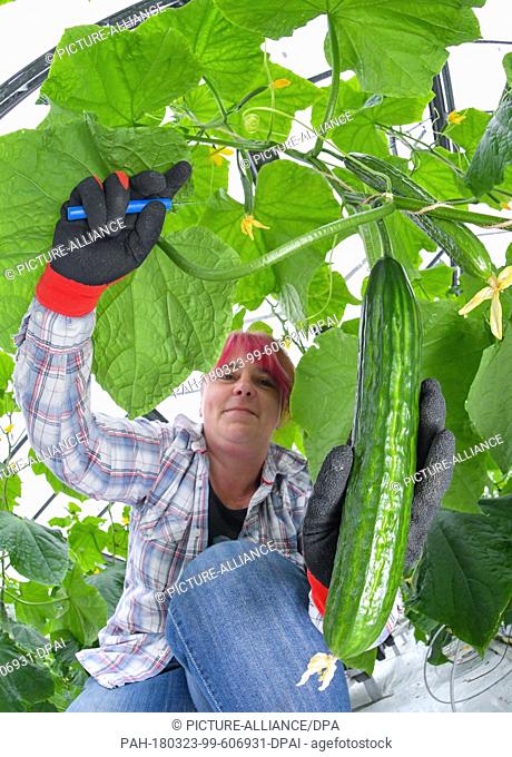 23 March 2018, Germany, Manschnow: Gardener Jutta Rohde harvests salad cucumbers in a greenhouse of the 'Fontana Gartenbau GmbH'