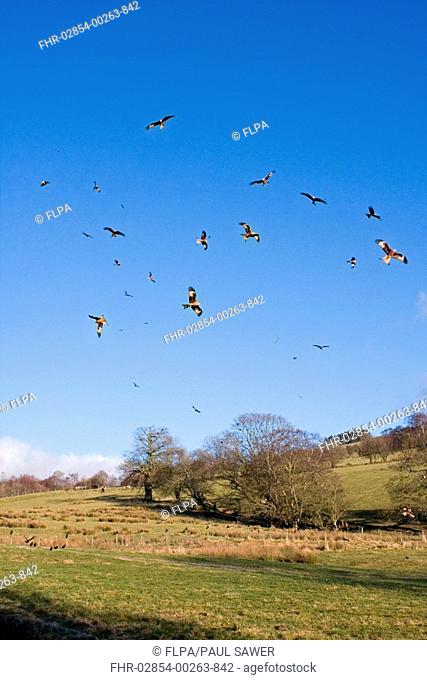 Red Kite Milvus milvus flock, in flight, gathering over feeding station, Gigrin Farm, Powys, Wales, march