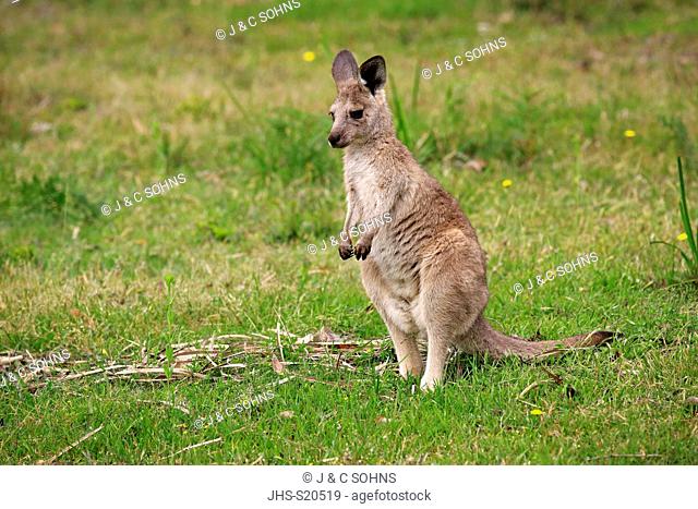 Eastern Grey Kangaroo, (Macropus giganteus), subadult, Merry Beach, Murramarang Nationalpark, New South Wales, Australia