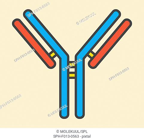 IgG antibody (immunoglobulin), flat icon style. Antibodies play essential role in immunity against bacteria and viruses. Many biotech drugs are antibodies