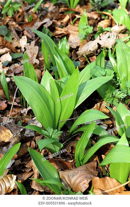Young Ramsons in the beech forest
