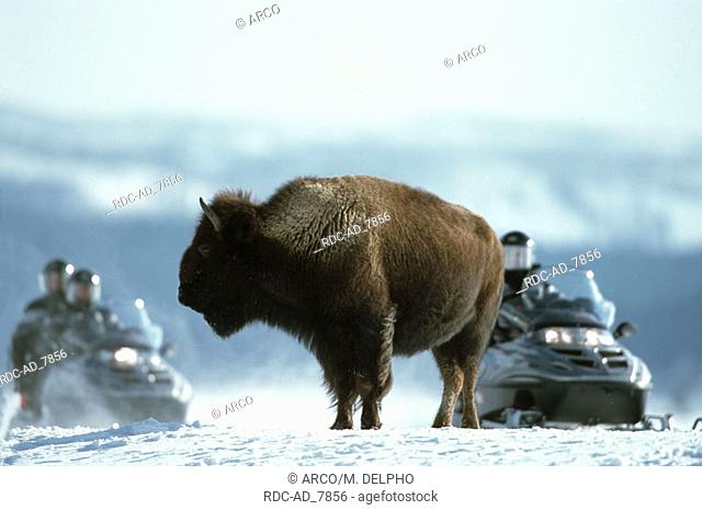 American Bison and snowmobiles Yellowstone national park USA Bison bison