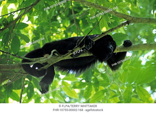Guatemalan Howler Monkey Alouatta villosa Hanging in tree / tail coiled around branch