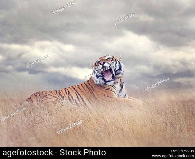 Bengal Tiger Resting in the Grass and Roaring