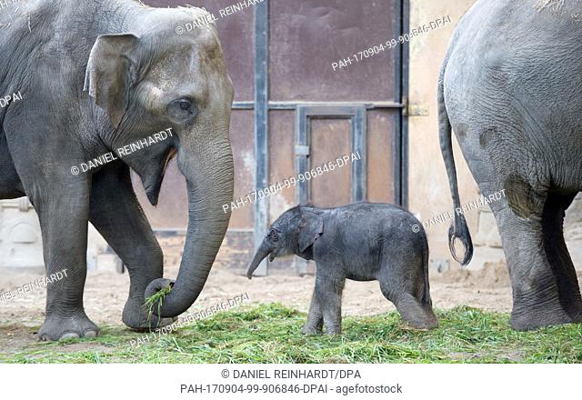 dpatop - AÂ newborn elephant girl stands inbetween her mother Salvana (r) and another elephant in her enclosure at the Tierpark Hagenbeck zoo in Hamburg