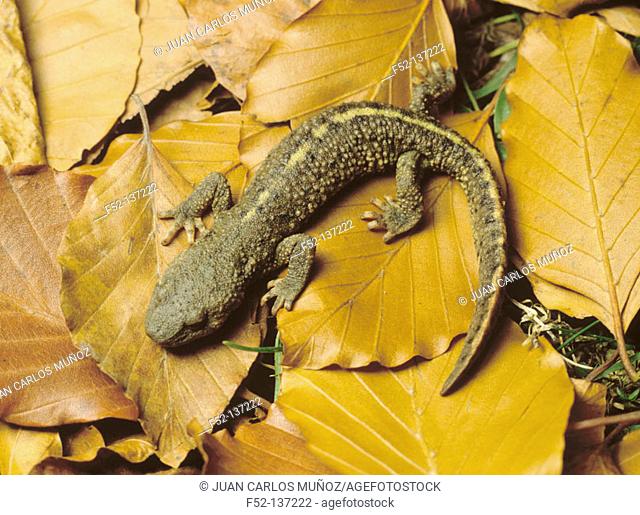 Pyrenean brook salamander (Euproctus asper)