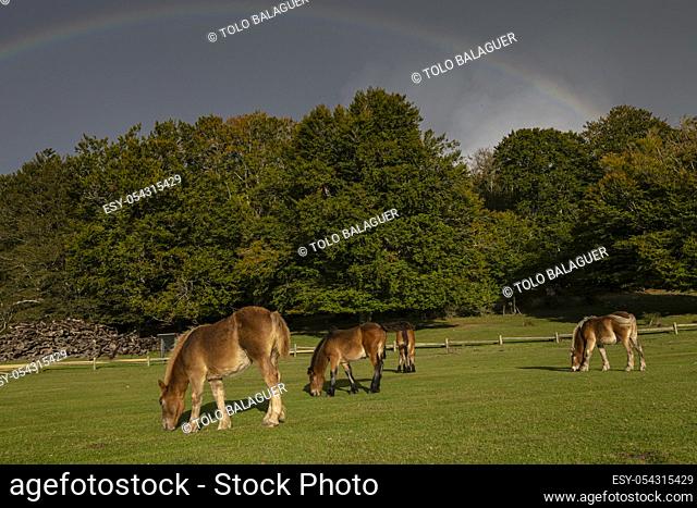 caballos pastando bajo un arcoiris, Parque Megalítico de Legaire, campas de Legaire , Ã. lava, Pais Vasco, Spain