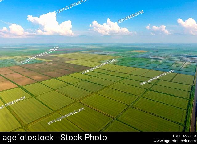 The rice fields are flooded with water. Flooded rice paddies. Agronomic methods of growing rice in the fields. Flooding the fields with water in which rice sown