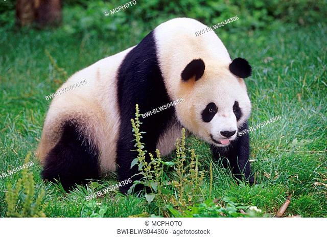 giant panda Ailuropoda melanoleuca, adult panda in the research station of Wolong, national animal of China, China, Sichuan, Wolong