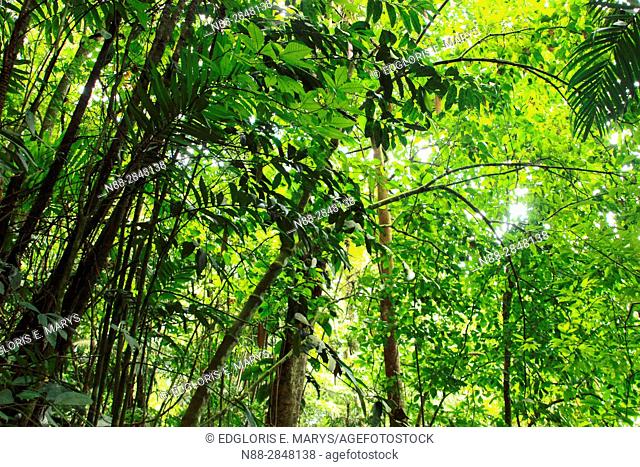 High jungle Henri Pittier National Park Venezuela