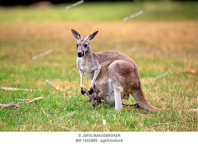 Eastern Grey Kangaroo (Macropus giganteus), female adult with young in pouch, Australia