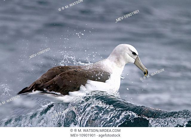Shy Albatross / Mollymawk - riding a wave on the sea (Thalassarche cauta). Seal Island, Gansbaii, South Africa