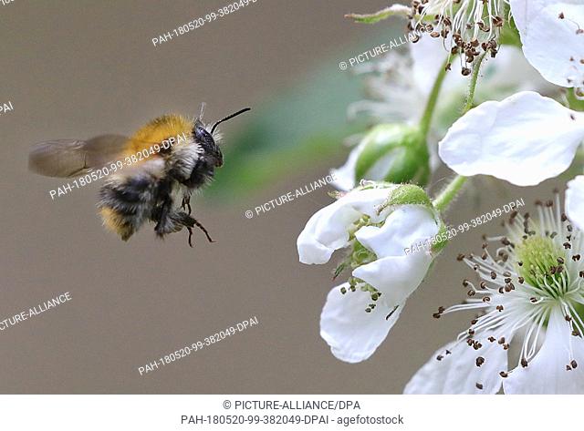 20 May 2018, Germany, Berlin: A carder bee flies to a blossom of a blackberry bush on World Bee Day. There are some 870.000 bee colonies in Germany