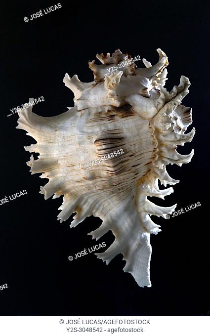 Seashell of Chicoreus ramosus (also called Murex ramosus or Branched murex), Malacology collection, Spain, Europe