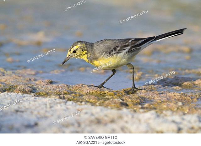 Citrine Wagtail (Motacilla citreola), side view of an adult in winter plumage in Oman