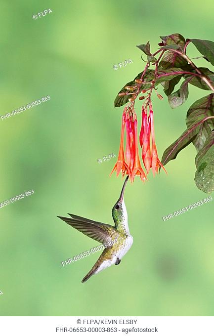 Andean Emerald (Amazilia franciae) adult, in hovering flight, feeding at flowers, Ecuador, November