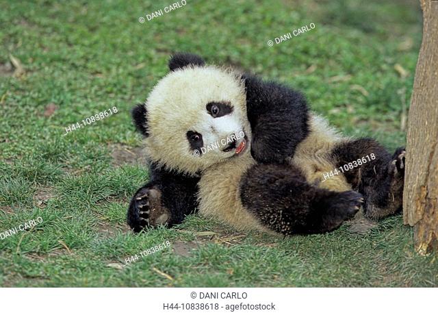 Giant Panda, Ailuropoda Melanoleuca, Wolong, Sichuan, China, Asia, Sichuan Giant Panda Sanctuaries, Man And Biosphere