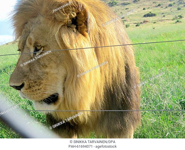 A lion is seen at the Moreson Ranch, a lion breeding ranch in Vrede, South Africa, 10 January 2015. Photo: Sinikka Tarvainen/dpa | usage worldwide