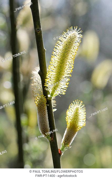 Dune willow, Salix hookeriana, Close side view of backlit catkins emerging on a twig against dappled light