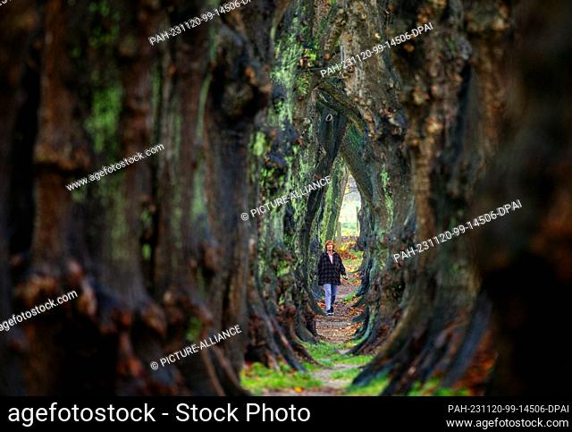 20 November 2023, Mecklenburg-Western Pomerania, Warin: A woman walks through what the municipality claims is the narrowest avenue of lime trees in...