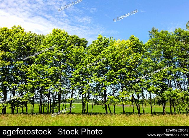 row of green trees against the blue sky, photo in the spring. plants illuminated by bright sun
