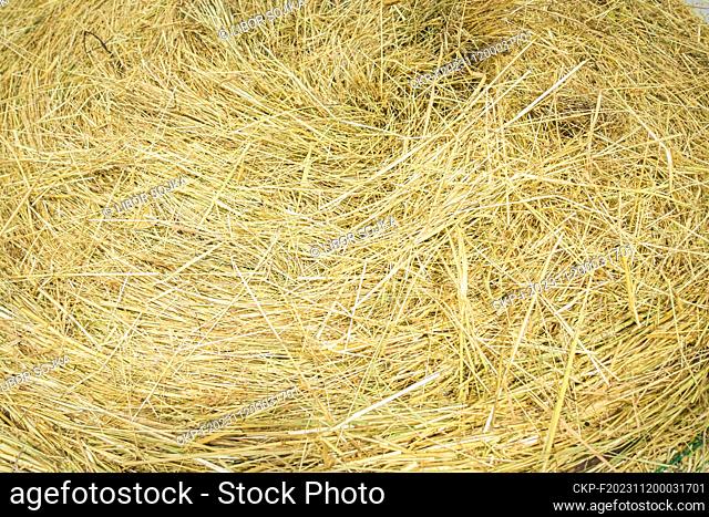 hay pack bale, hay crop, cut dried grass at the National exhibition of farming animals Animal breeding 2023 in Lysa nad Labem, Central Bohemian Region