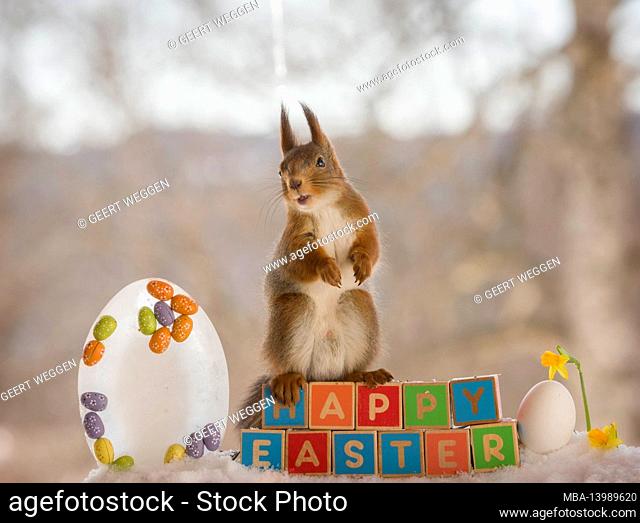 red squirrel on words happy easter and a daffodil in snow