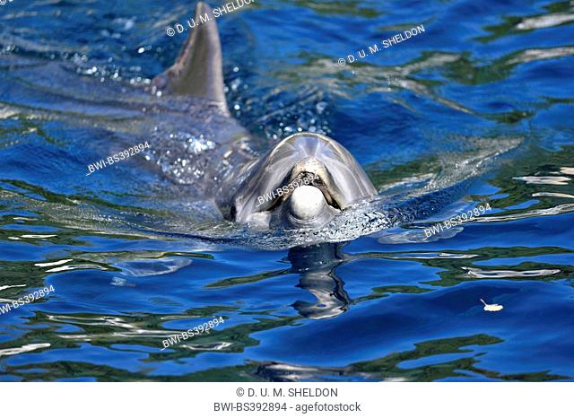Bottlenosed dolphin, Common bottle-nosed dolphin (Tursiops truncatus), swimming on the water surface