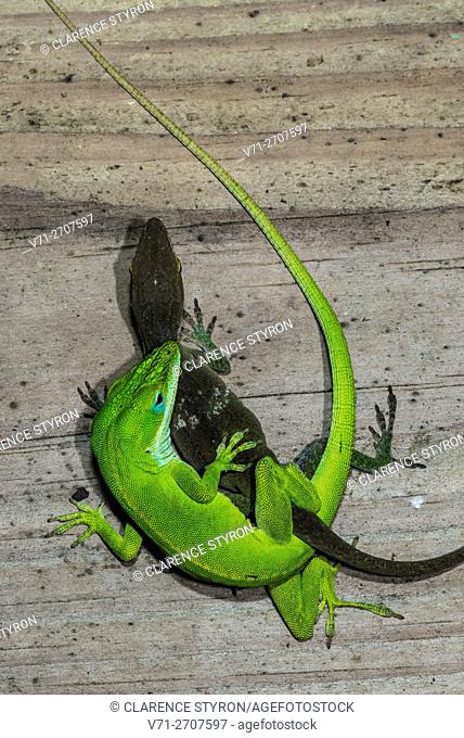 Green Anole Lizard (Anolis carolinensis) Pair Mating. Morehead City, North Carolina, USA