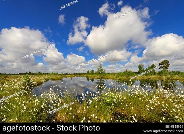 Fruitful cotton grass (Eriophorum vaginatum) and cumulus clouds in spring in the moor, Oldenburger Münsterland, Goldenstedter Moor, Goldenstedt, Lower Saxony