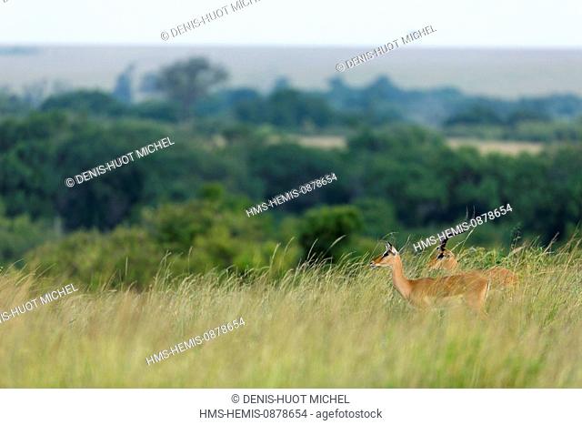 Kenya, Masai Mara National Reserve, Impala (Aepyceros melampus), male and female in alarm in the high grasses