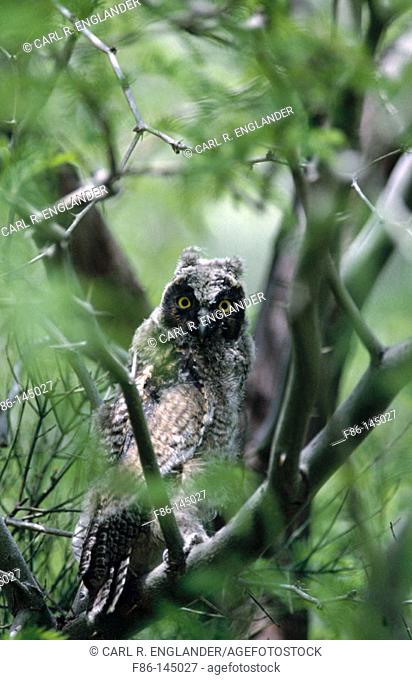 Long-Eared Owl (Asio otus). Anza-Borrego Desert State Park. California. USA