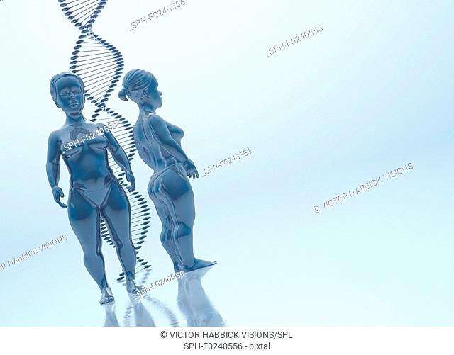 Achondroplasia. Conceptual illustration showing figures displaying signs of achondroplasia, with a strand of DNA. Achondroplasia is the most common form of...