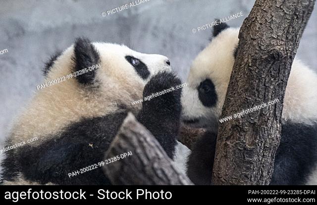 22 February 2020, Berlin: The two young pandas play behind a pane of glass in the inner enclosure of the zoo. Photo: Paul Zinken/dpa