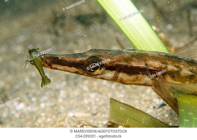 Sea Stickleback (Spinachia spinachia) devouring shrimp