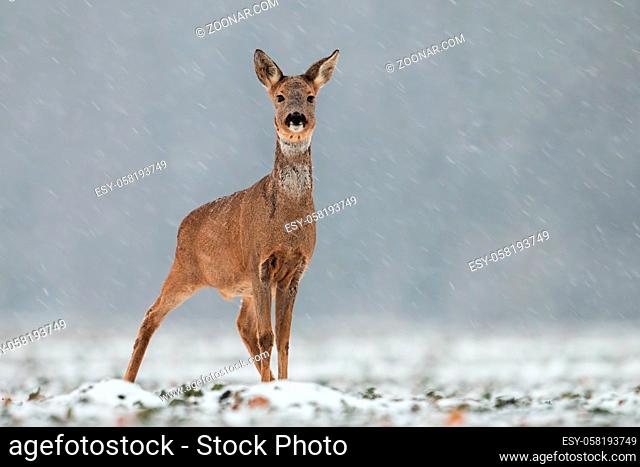 Roe deer, capreolus capreolus, doe in wintertime during a snowfall. Frosty winter wildlife scenery with wild mammal in nature
