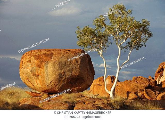 Gum tree and rock, Devil's Marbles (Karlu Karlu), Northern Territory, Australia