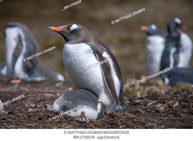 Gentoo Penguin (Pygoscelis papua) on nest with young, Godthul, South Georgia and the South Sandwich Islands, United Kingdom